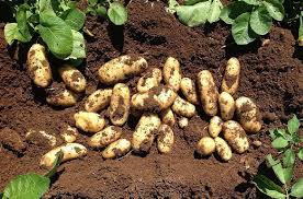 Patata novella di Sicilia (prezzo al kg)