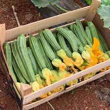 Zucchine romanesche (prezzo 500g)