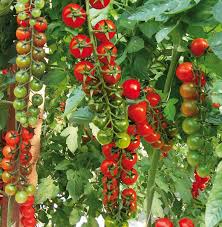 Pomodoro ciliegino (prezzo 500G)