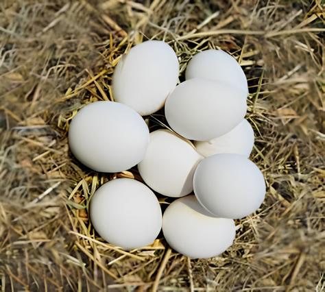 Uova Bianche Gallina Livornese